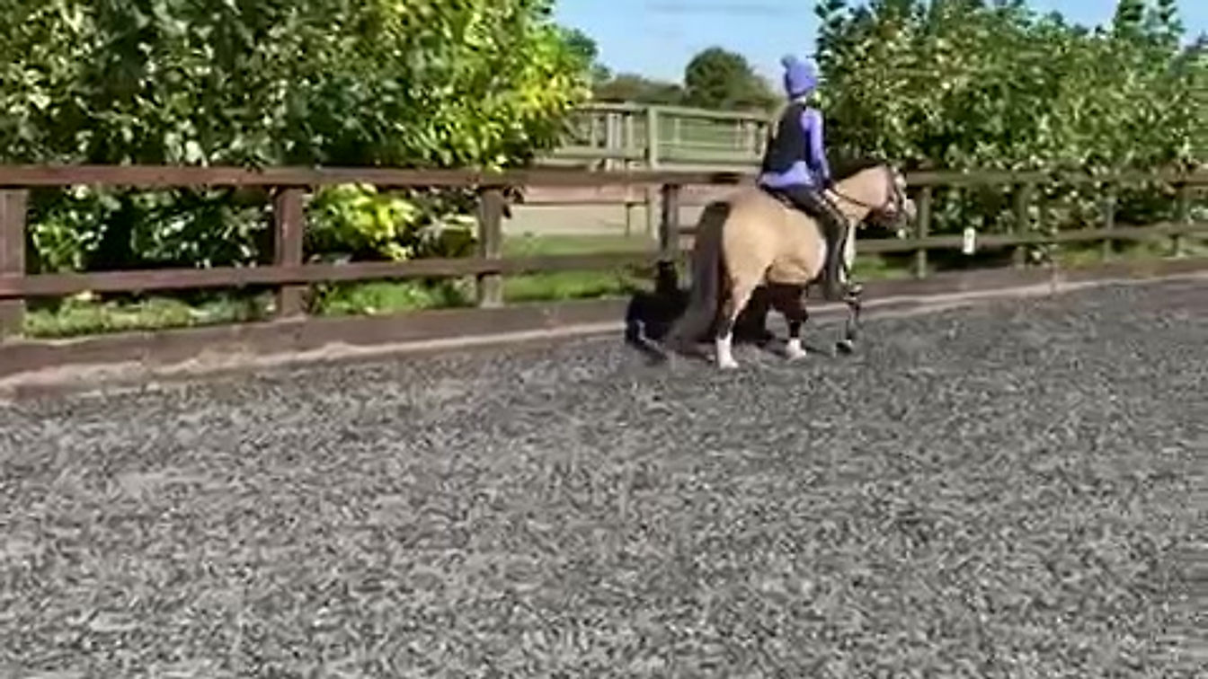 Chippy’s first long trot